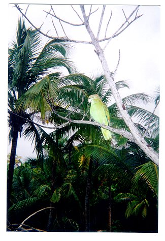 a local parrot in a tree