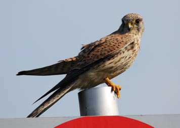 photo (8KB) : Figure 2 : A kestrel